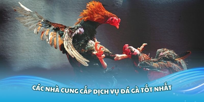 Cập nhật tin tức về các trận chọi kê nhanh chóng