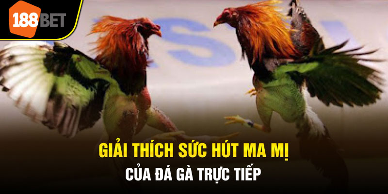 Giải thích sức hút ma mị của đá gà trực tiếp