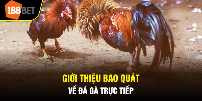 Giới thiệu bao quát về đá gà trực tiếp