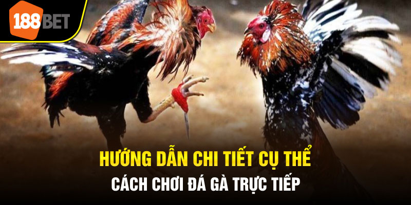 Hướng dẫn chi tiết cụ thể cách chơi đá gà trực tiếp