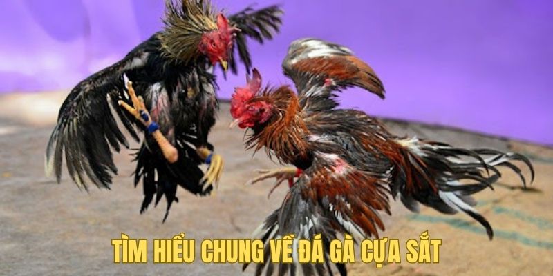 Tìm hiểu sơ nét về chọi kê bằng cựa sắt